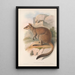 Les mammifères d'Australie Pl084 - John Gould — framed artwork on a wall