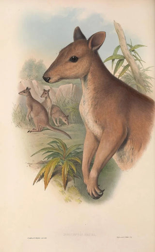 John Gould - The mammals of Australia Pl087.webp
