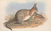 the Australian mammals by John Gould — artwork view
