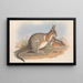 the Australian mammals by John Gould — framed artwork on a wall
