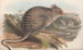 Die Säugetiere Australiens Pl092 - John Gould — Ansicht des Kunstwerks