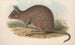 Les mammifères d'Australie Pl093 - John Gould — artwork view