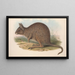 Les mammifères d'Australie Pl093 - John Gould — framed artwork on a wall
