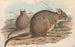 The Mammals of Australia Pl094 - John Gould — artwork view