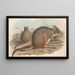 The Mammals of Australia Pl094 - John Gould — framed artwork on a wall