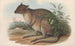 The Mammals of Australia Pl095 - John Gould — artwork view