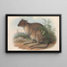 The Mammals of Australia Pl095 - John Gould — framed artwork on a wall