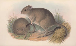 John Gould - The mammals of Australia Pl097.webp