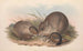 Les mammifères d'Australie Pl098 - John Gould — artwork view