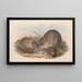 Les mammifères d'Australie Pl098 - John Gould — framed artwork on a wall