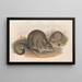 Die Säugetiere Australiens Pl099 - John Gould — gerahmtes Bild an der Wand