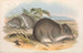 The mammals of Australia Pl104 - John Gould — artwork view