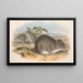The mammals of Australia Pl104 - John Gould — framed artwork on a wall