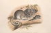 Die Säugetiere Australiens, Pl. 107 - John Gould — Ansicht des Kunstwerks