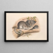 Die Säugetiere Australiens, Pl. 107 - John Gould — gerahmtes Bild an der Wand