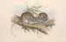 Les mammifères d'Australie Pl108 - John Gould — artwork view