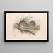 Les mammifères d'Australie Pl108 - John Gould — framed artwork on a wall