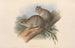 Les Mammifères d'Australie Pl109 - John Gould — artwork view
