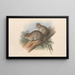 Les Mammifères d'Australie Pl109 - John Gould — framed artwork on a wall