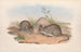 The mammals of Australia Pl112 - John Gould — artwork view