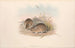 The mammals of Australia Pl113 - John Gould — artwork view