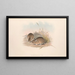 The mammals of Australia Pl113 - John Gould — framed artwork on a wall