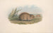 Les mammifères d'Australie Pl118 - John Gould — artwork view