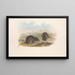 Les mammifères d'Australie Pl124 - John Gould — framed artwork on a wall