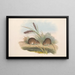 The mammals of Australia Pl125 - John Gould — framed artwork on a wall