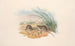 Les Mammifères d'Australie, Pl128 - John Gould — artwork view