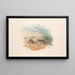 Les Mammifères d'Australie, Pl128 - John Gould — framed artwork on a wall