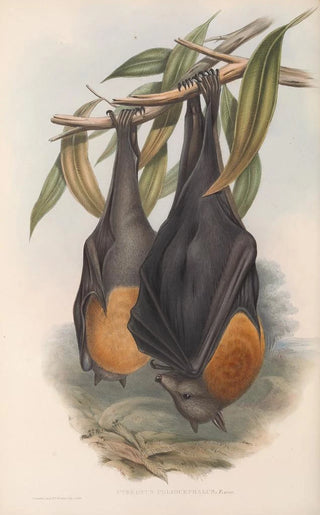 John Gould - The mammals of Australia Pl134.webp
