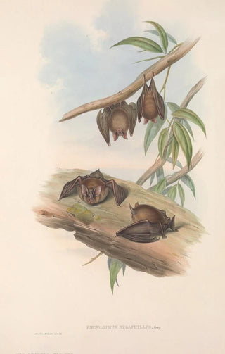 John Gould - The mammals of Australia Pl139.webp