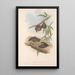 Les mammifères d'Australie Pl139 - John Gould — quadro incorniciato alla parete