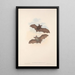 Les mammifères d'Australie Pl142 - John Gould — framed artwork on a wall