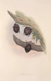 Les mammifères d'Australie Pl147 - John Gould — artwork view