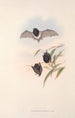 Les mammifères d'Australie Pl149 - John Gould — artwork view
