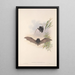 Les mammifères d'Australie Pl150 - John Gould — framed artwork on a wall
