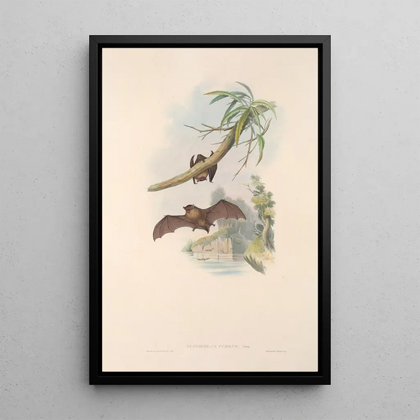 John Gould - The mammals of Australia Pl152.webp