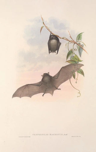 John Gould - The mammals of Australia Pl153.webp