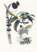 Urocissa cucullata painting - John Gould — artwork view