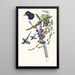 Urocissa magnirostris - John Gould — quadro incorniciato alla parete