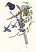 Urocissa magnirostris - John Gould — vista dell’opera
