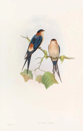 John Gould - Western MosqueSwallow.webp