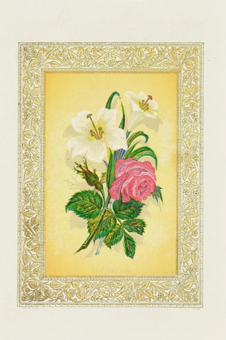 John Henry Ingram - Lily Rose.webp