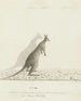 Macropus sp. Kangourou - John Hunter — Ansicht des Kunstwerks