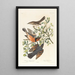 Mountain Mockingbird Male 2 3 Collared Thrush Male Female - John James Audubon — framed artwork on a wall