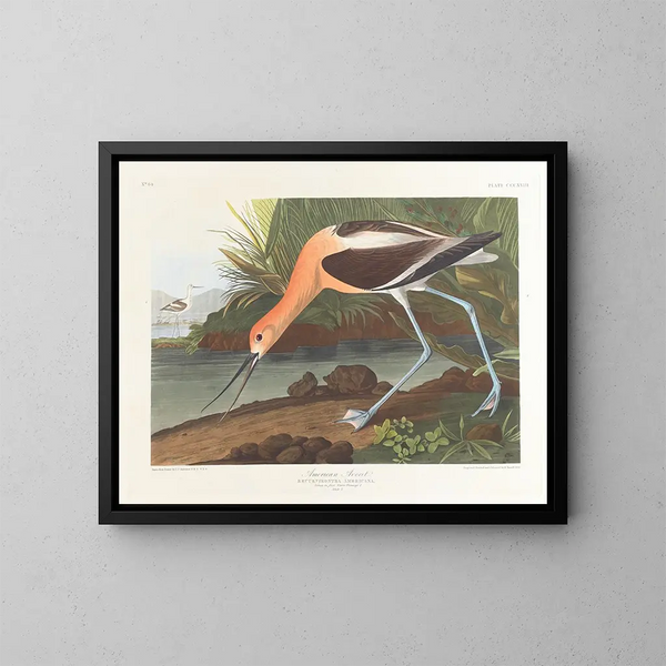 Amerikanischer Jungvogel der Löffelente im Winterkleid - John James Audubon — gerahmtes Bild an der Wand