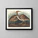 Butor d'America - John James Audubon — quadro incorniciato alla parete