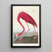 Flamant d'Amérique - John James Audubon — gerahmtes Bild an der Wand